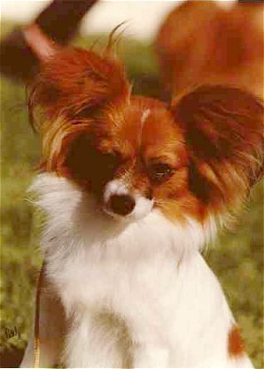 AU CH Farfalla Dream Ov Jeanie