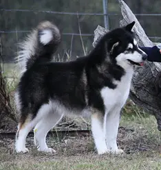 CH (AUS) Kotuko Scandalous