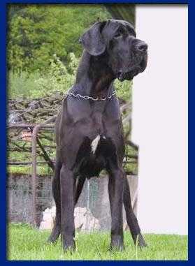 V Rumba-N della Baia Azzurra