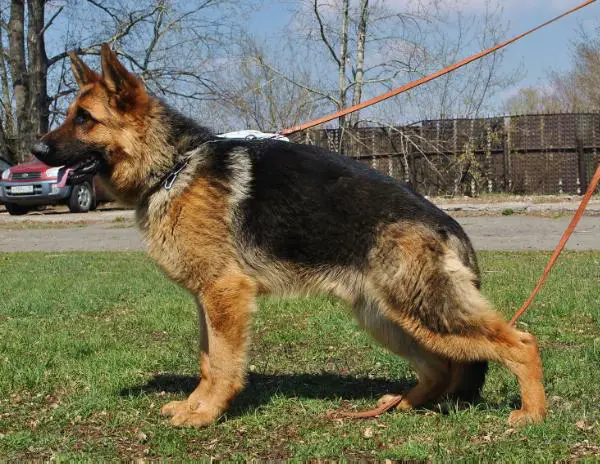 Saiger s Bratskogo Vzmoria