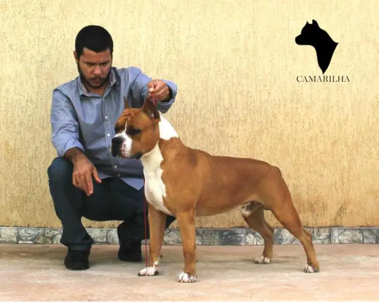 Amstaff Camarilha Hellboy "The Red"