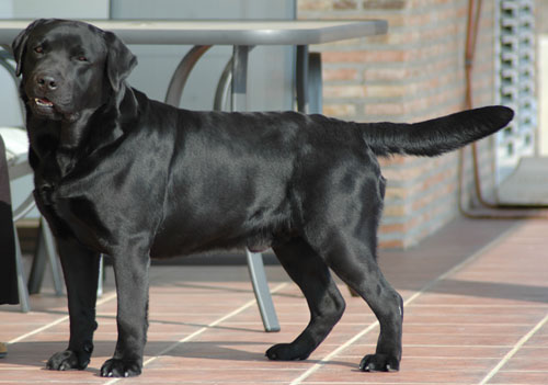 BOREAS de Abantabueso (Pope)