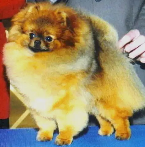 AM CH Apolloette Walk of Fame