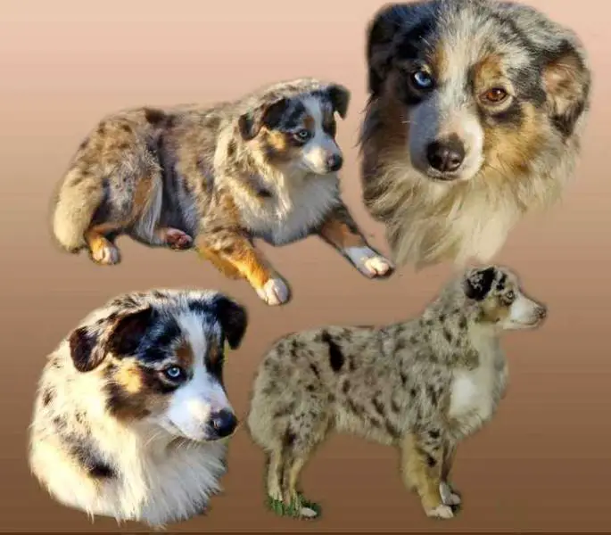 Int CH Coat Tails Maya