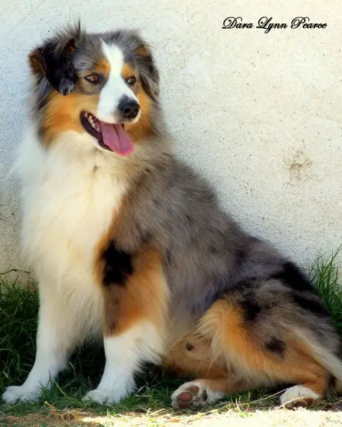 CH Jensens Senior Tank