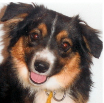 Rafter Bottle Cinderella