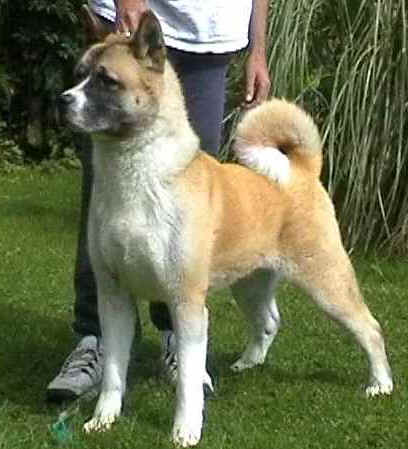 Anshee Yours Faithfully From Baybar