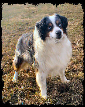 Waggin Tail Wooly Booger