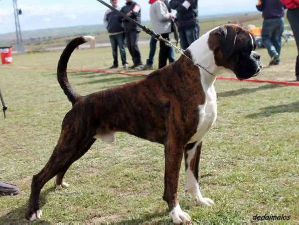 Kaos De Tierra de Boxer