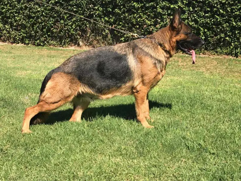 Kirah Vom Osangute-Land