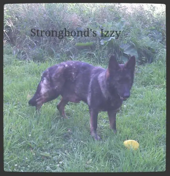 Strongbond's Izzy