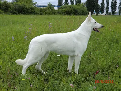 Champion of Russia,CACIB,INTERCH Anima Montium Aethernorum Sribnyy Orel