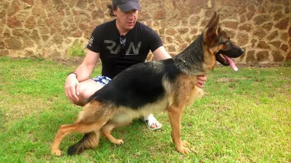 Melody gos de espadan