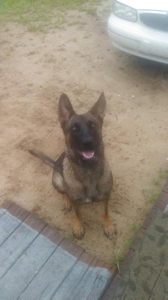 Ruger Vom Kirschental