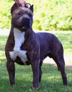 UWP U-GRCH 'PR' CALIGIRL LGCY1 LARUM'S MERCURY