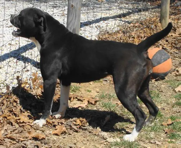 Brave heart'S iron twiggy