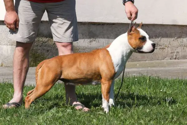 CH Hellena Star of Nimiloxus