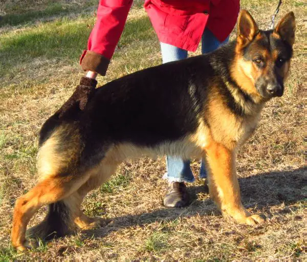 Ruger Von Gute Ritterburg