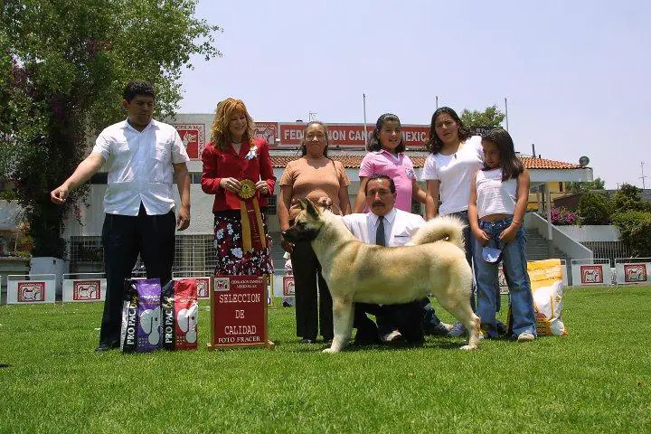 MEX CH Jam Star Mossy (Miranda)