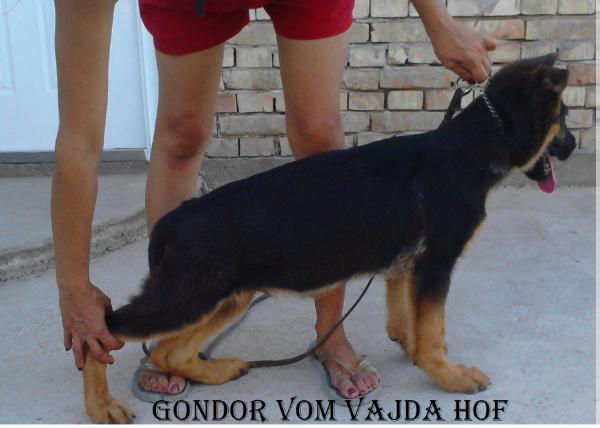 Gondor  Vom Vajda Hof