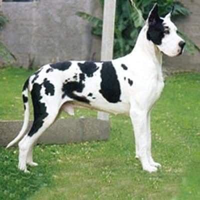 BIS URG AR LT CH Ltrk For Ever Joshua Von Ferden