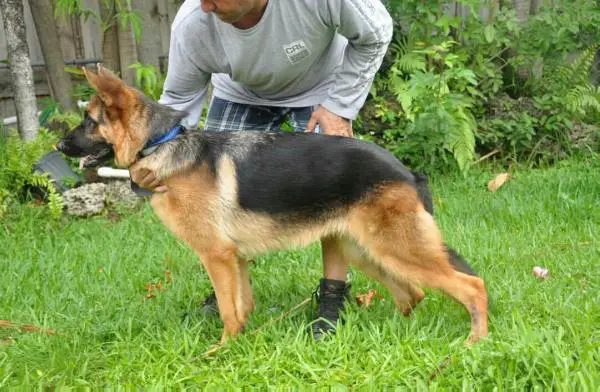 Dasha von der Plassenburg