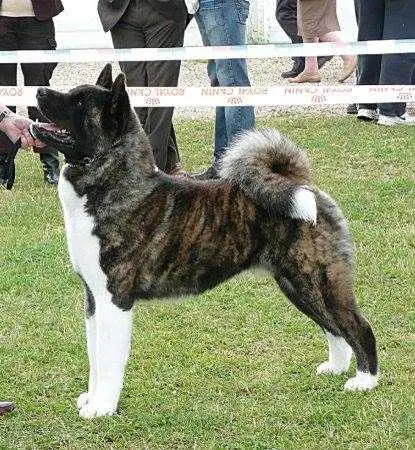 Shykiss Mr Stripes At Champernoune