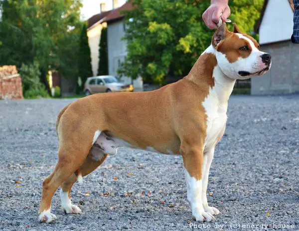 CH Sirmiland's Golden Moon