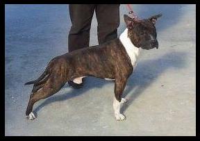 East Coast Red Angus