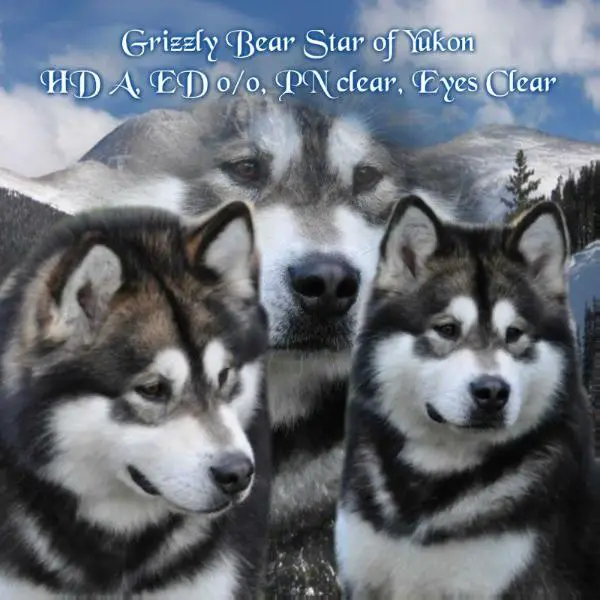 BIS CH. Grizzly Bear Star of Yukon