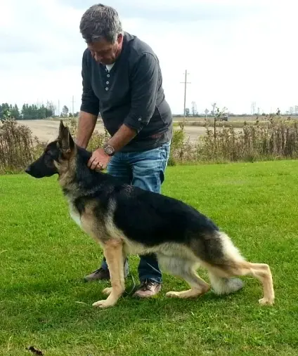 Kaleef's Hear Me Roar Monarch Raylex