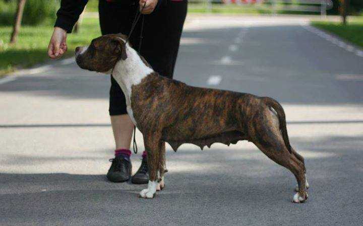 Immness WALK ON THE WILD