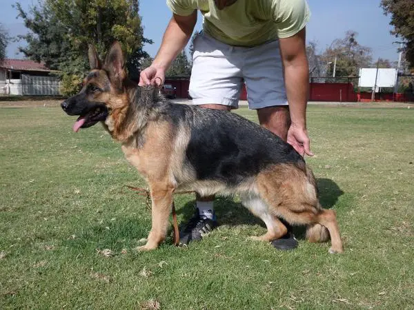 Sayra Von Der Herr Chewy