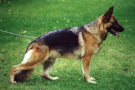 Rubini Jacki