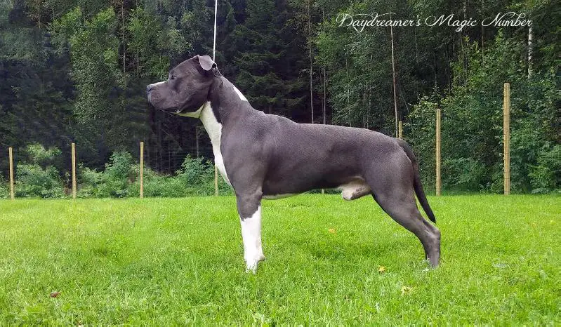 Daydreamer's Magic Number