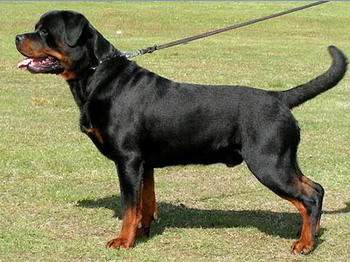 SWEDISH CH zuma's volunteer