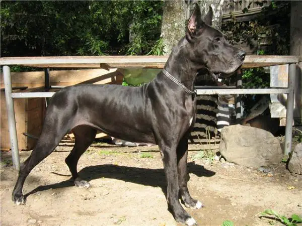 Zvezdnyi Put Deja Vu