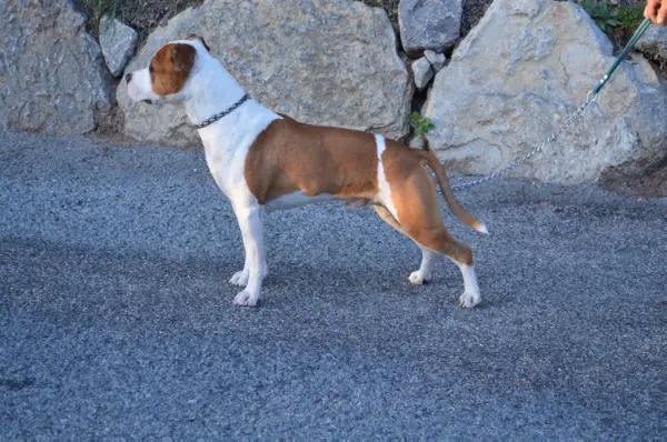 Graffity de la griffe du dragon