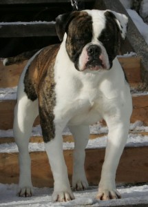 Walkers Ringo of Bolder Bullies