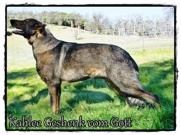 Kahlee geshenk vom gott