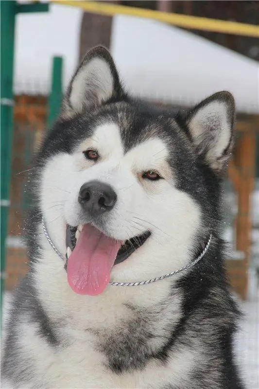 JCH./ Ch.RUS/KZ/Club/ Dnipro-Talisman Brad Pitt