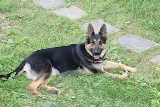 Luna Vom Reebock
