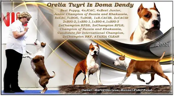 JCHRUS, CHRUS Orelia Tuyri Iz Doma Dendi