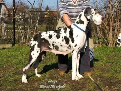 INTCH, GRCH, JCH, CAC, CACIB, BOB Lara Croft El Santhynor