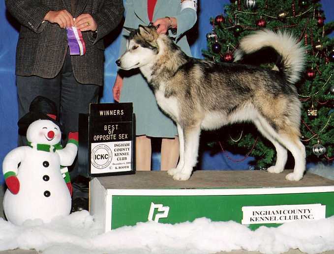 Mtn Home's Aura of Arcticdawn