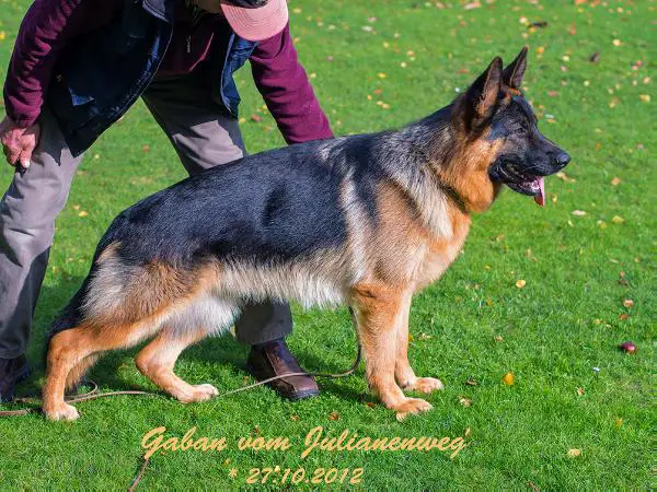 SG Gaban vom Julianenweg