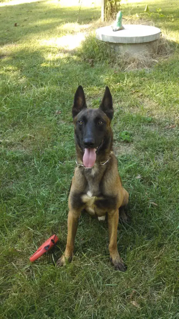 Voodoo of Dillards Working Dogs