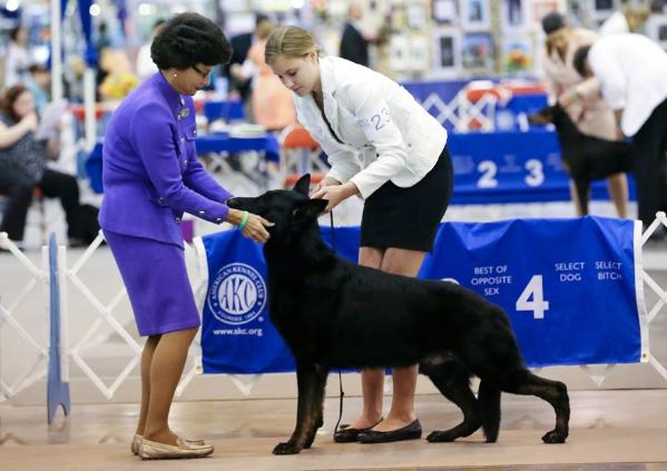 UKC/INTL CH CHIC Dreamweaver's Pabst Blue Ribbon