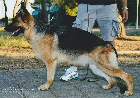 V Diva (2011) (ROI 11/122046)