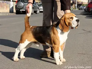 Beagelee Blackjack